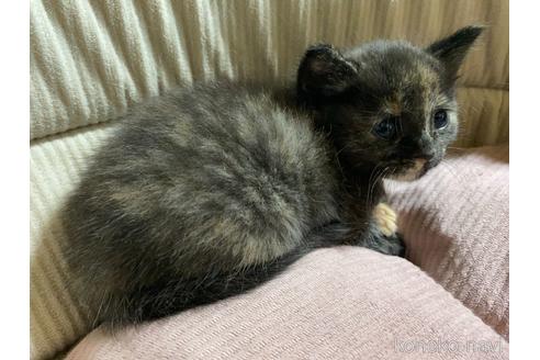成約済の千葉県のマンチカン-55291の8枚目